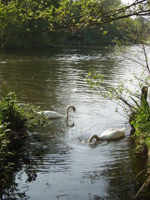 Swans on the Norfolk Broads