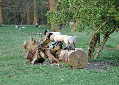 Playing Lambs in Fawsley Park near Daventry