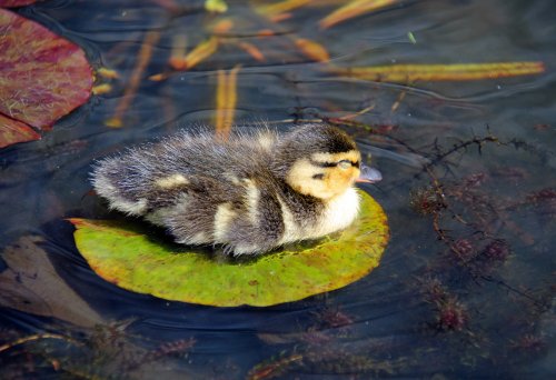 Duckling on a lilypad, Penshurst Place