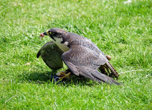 Penshurst Place and Gardens