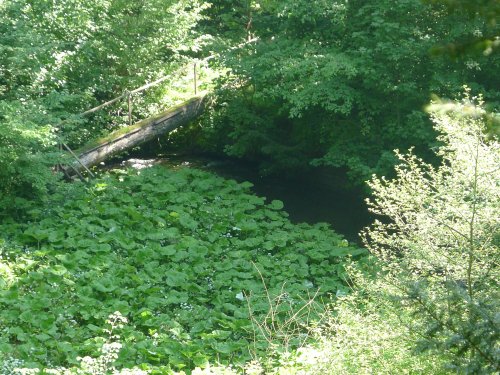 Footbridge across the stream, Constable Burton Hall Gardens, North Yorkshire