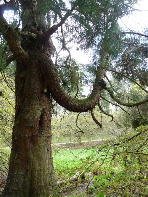 Belsay Hall & Gardens