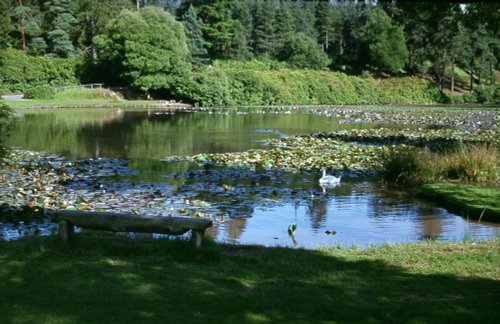Marshall`s Lake, Bedgebury