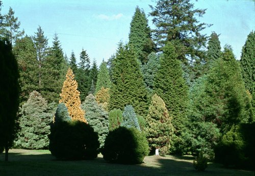 Bedgebury Pinetum