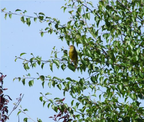 Green Finch in Cheadle, Staffordshire