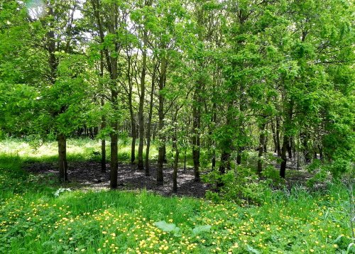 Plantasia Attraction, at Dobbies Garden World
