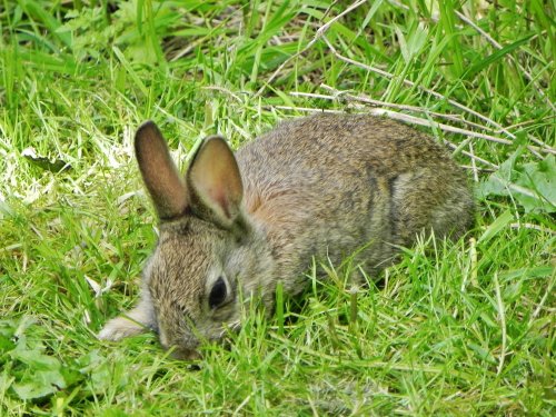 Plantasia Attraction, at Dobbies Garden World