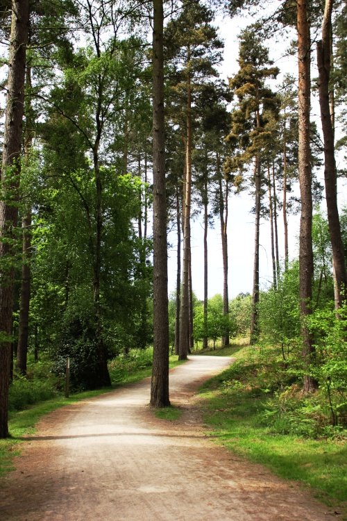 Cannock Chase bike trail