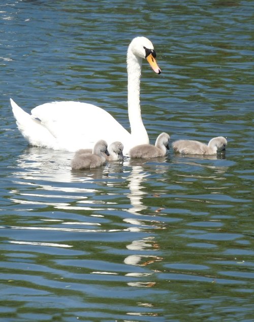 Watermead Country Park