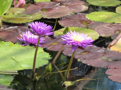 Kew Royal Botanical Gardens