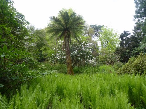 Trelissick Garden