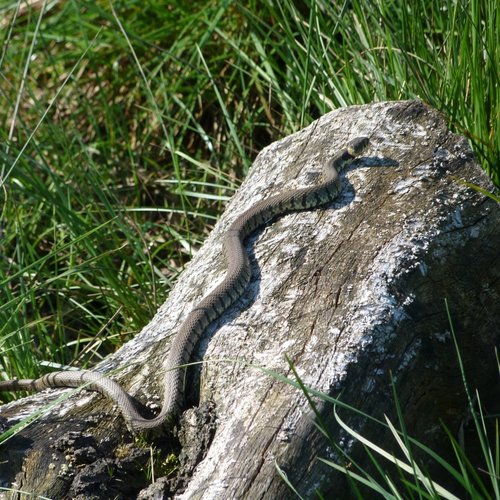 Grass Snake taken at Wentworth Castle