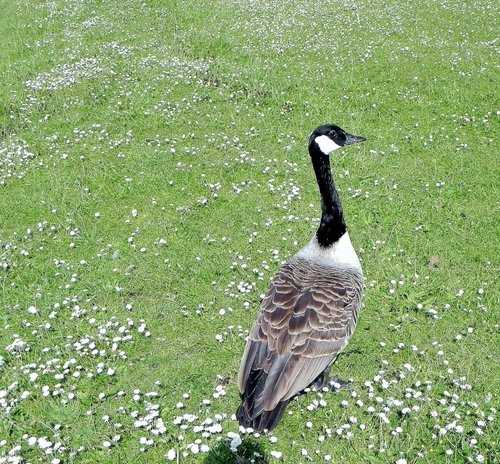 Canada Goose