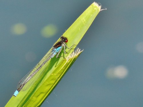 Red-eyed Damselfly