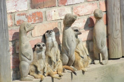 Woodside animal and Falconry Park...seemples