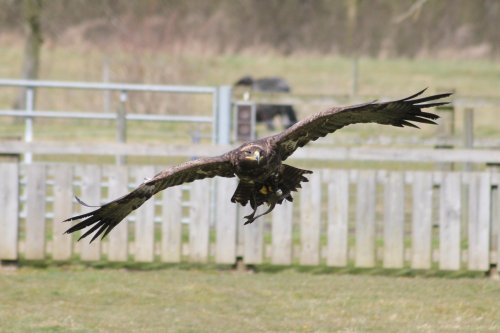 Golden Eagle, woodside