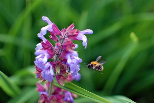 Sage Flower and Bee at Roker