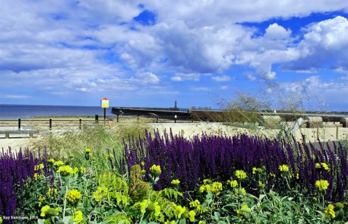 Flowers at Roker Promenade