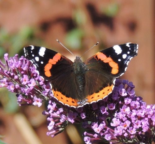 Red Admiral