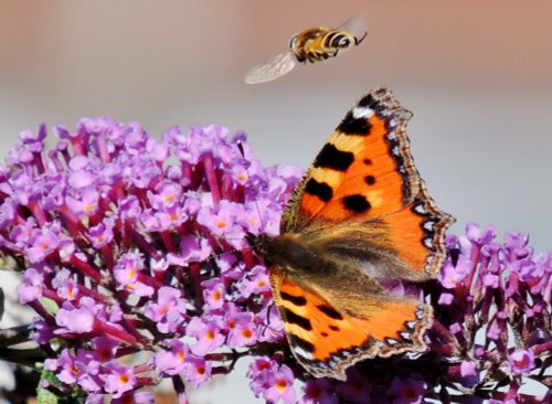 Tortoiseshell and Hoverfly