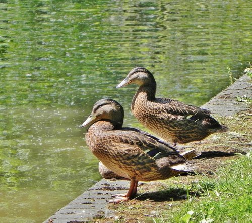 Ducks In The Sun