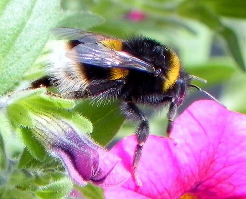 Bee up close