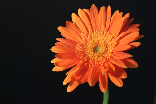 Flower and black background
