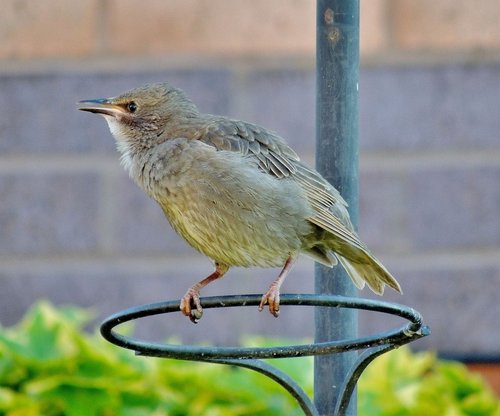 Juvenile Starling