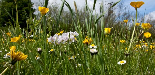 Roadside wild flowers, Willerby, Hull
