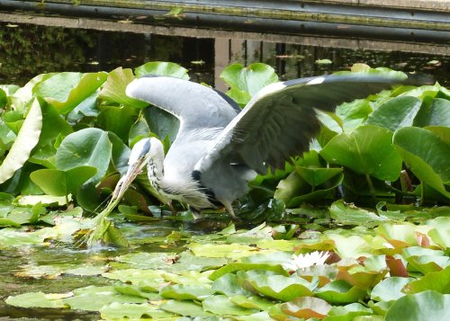 Kew Royal Botanical Gardens
