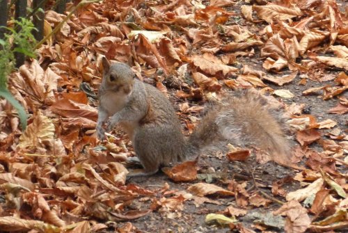 Kew Royal Botanical Gardens