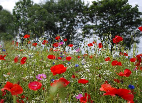 Wild flowers at Whitburn