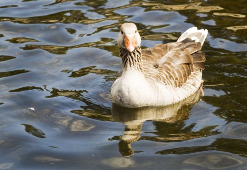 Derwentwater Goose
