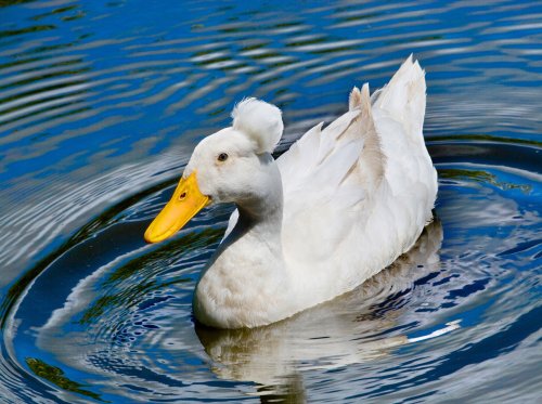 WWT Martin Mere, Southport
