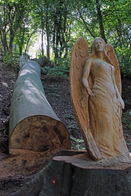 Beech Walk, Knaresborough