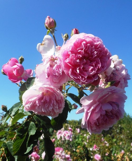 Hampton Court Palace & Gardens