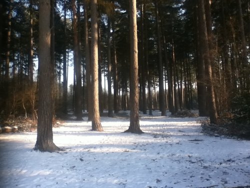 Black Park Country Park