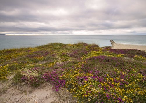 Heather at Hengistbury