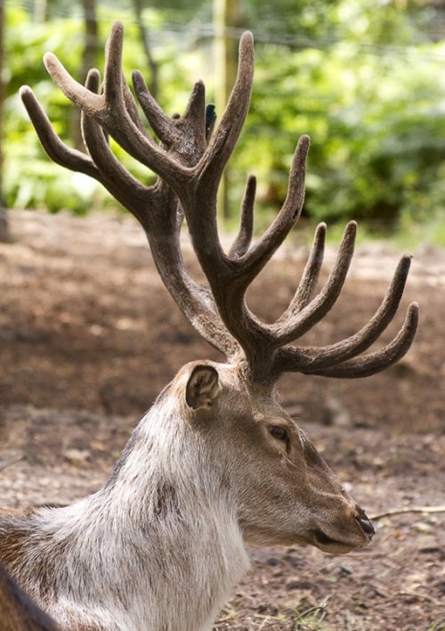 Stag at New Forest Wildlife Park