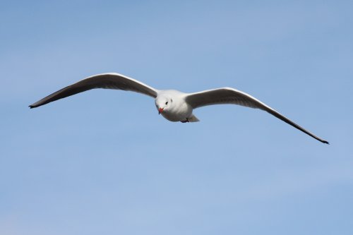 Flying High in Felixtowe