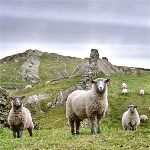 Curious sheep, The Lake District, Cumbria