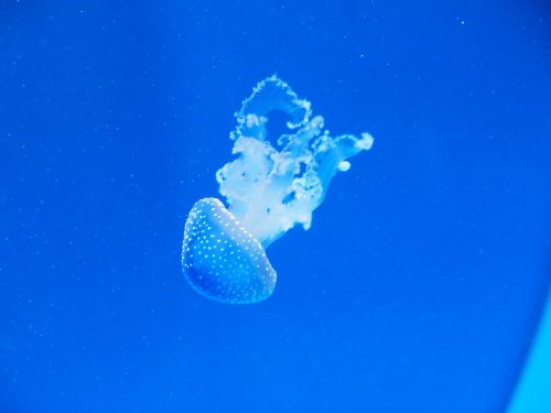 National Marine Aquarium, Plymouth