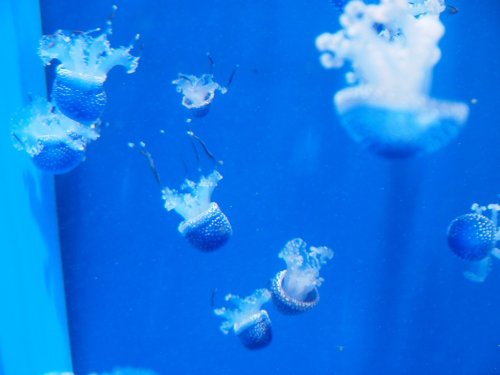 National Marine Aquarium, Plymouth