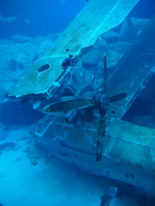 National Marine Aquarium, Plymouth