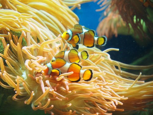 National Marine Aquarium, Plymouth