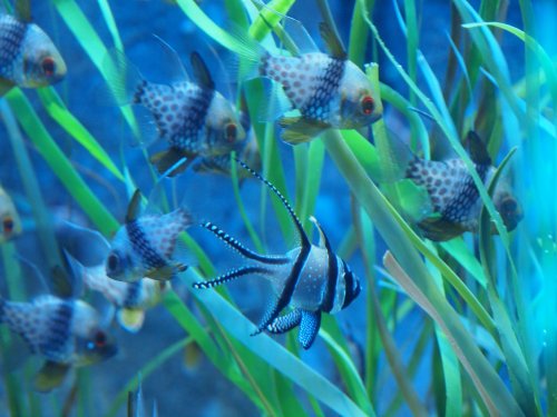 National Marine Aquarium, Plymouth