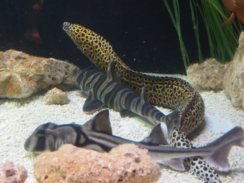 National Marine Aquarium, Plymouth