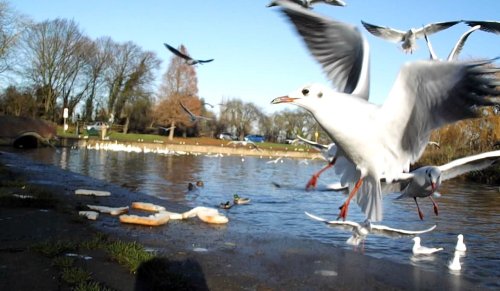 Wellingborough, Gulls