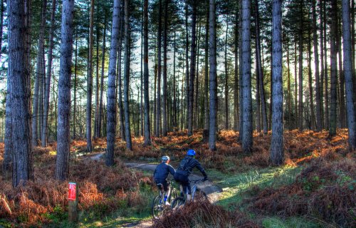 Cannock Chase Country Park