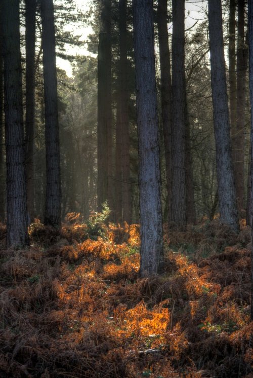 Cannock Chase Country Park
